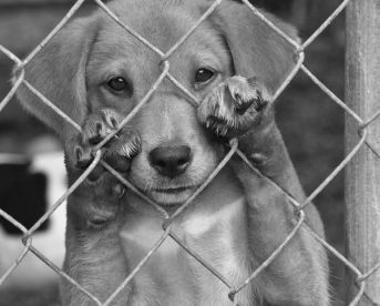 صور حزينة للكلاب عن الانتظار sad dogs